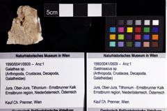 Foto (Objket + Etiketten) von Gastrosacus sp. 